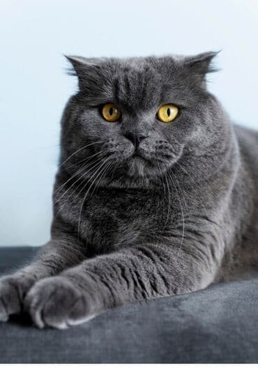 той терьер о породе: Шотландский кот (вислоухий тип), окрас — сплошной серый (голубой) — 1