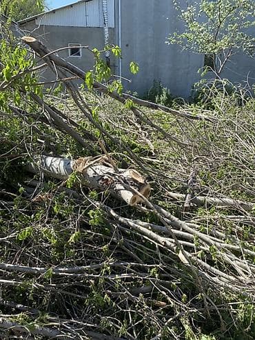 павлония дерево: Дрова Тополь — 4