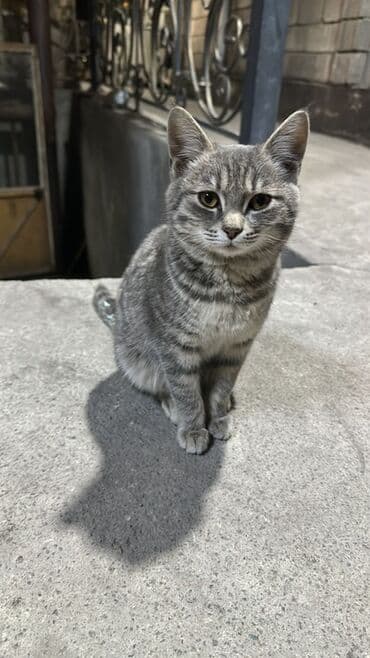 Кемирүүчүлөр: Котёнок, короткошёрстный, окраса серебристый табби (серые полосы и — 1