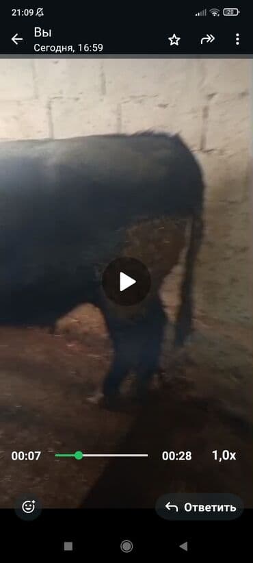 племенные коровы молочные купить: Продаю | Бык (самец) | На откорм — 2