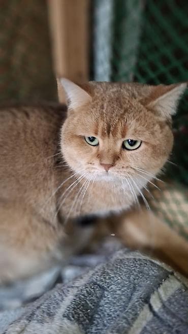 Ветеринар кызматы: Предлагается Кот для вязки Кот молодой но уже опытный. Окрас эолотая — 2