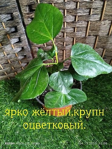 кукуруза для попкорну: Китайская роза (Гибискус) — 9