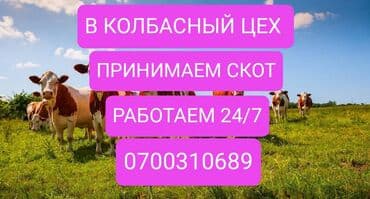 объявления о найденных собаках: Сатып алам | Уйлар, букалар, Жылкылар, аттар | Союуга, этке, Күнү-түнү, Бардык шартта — 1