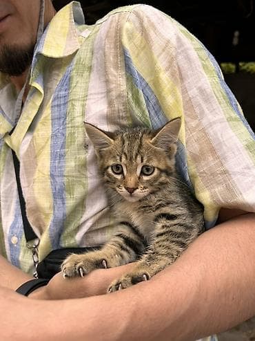 кошка породистые: Два котёнка - Рыжий котёнок: короткошёрстный, спокойный, янтарные — 3
