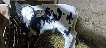 кролики фландр: Продаю | Музоо, торпок | Полукровка | На откорм | Искусственник — 8