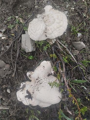 Свежие дикие грибы белый горный