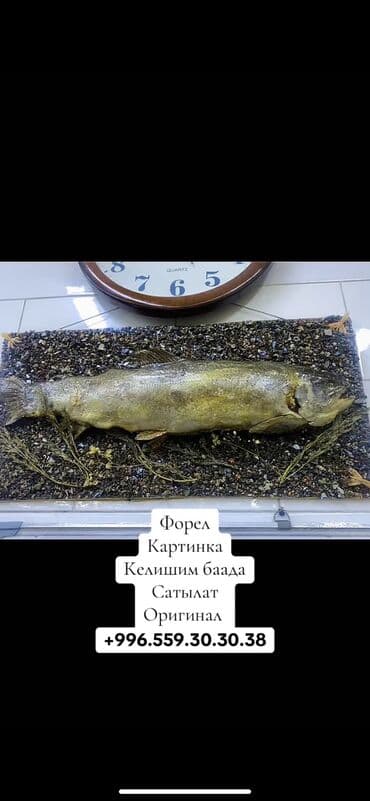 бета чай: Форел картинка — 1