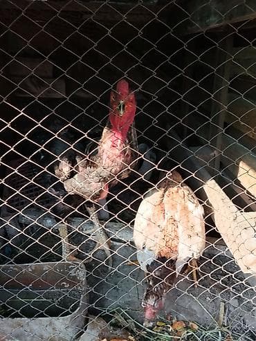 куплю сетку: Продаю | Петух | Бойцовая | Для разведения — 5