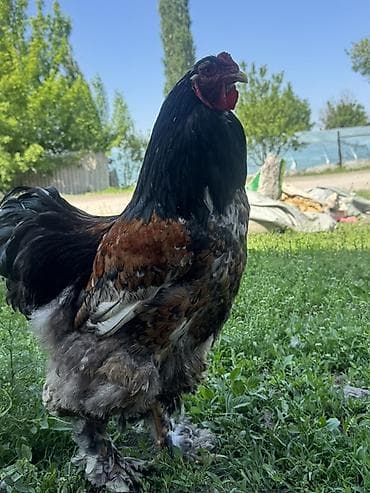 ящик пластиковый: Продаю | Инкубационные яйца | Брама | Для разведения — 7