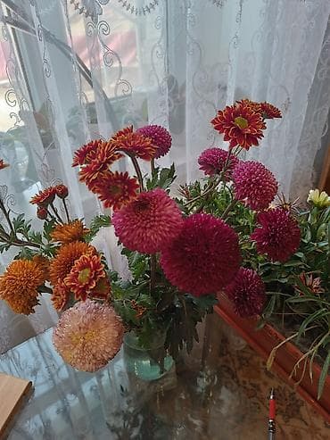 плетистые розы: Саженцы цветка: Хризантемы, Самовывоз — 6