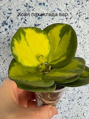 Комнатные растения: Комнатные растения в горшках: 1) Сциндапсус pictus Trebie — лиана с — 7