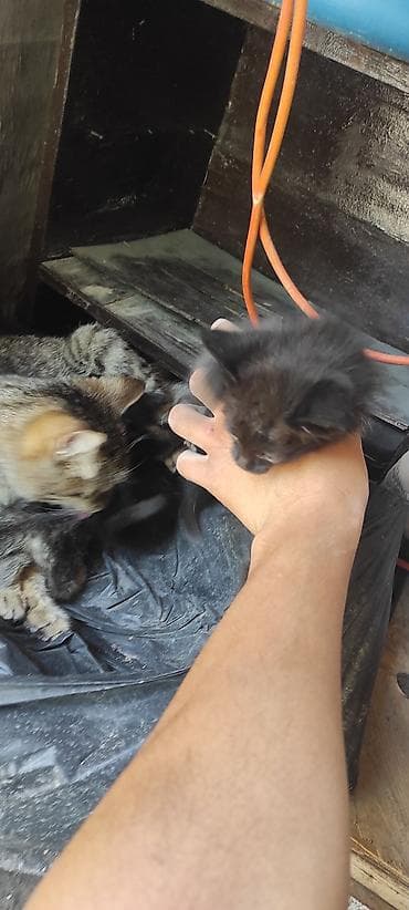 куплю кота британца: Ассалам алейкум . 2 кара эркек, 3су ургаачы. 1 ай болду туулгандарына — 3