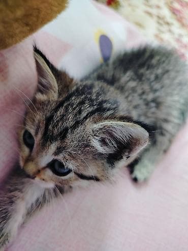 кошка бенгальская: Беспородная, 2 месяца, Девочка, Серый — 1