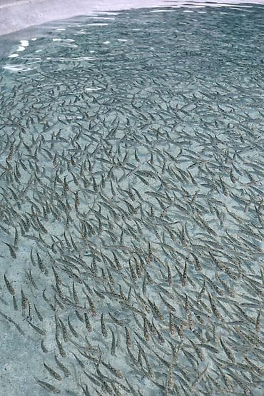 Мальки форели (триплоид) - Вид: форель триплоидная (стерильная линия