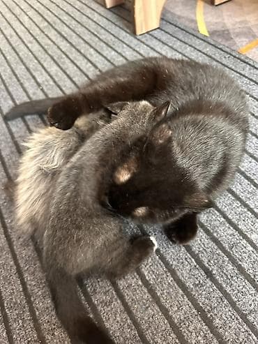 кошки продаются очень бесплатно: Британская короткошёрстная, 1 месяц, Мальчик, Приучена к лотку, Проглистована — 3