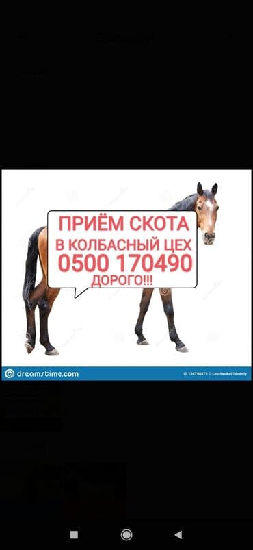 Куплю | Коровы, быки, Лошади, кони | Круглосуточно, Любое состояние, Забитый