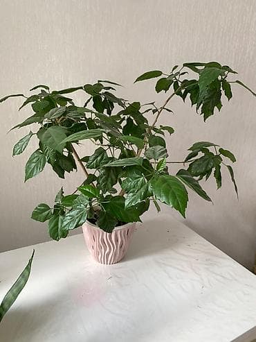 алоэ вера где можно купить: Папоротник 650 сом китайская Роза гербера. Шефлера 150.сансевьера — 8