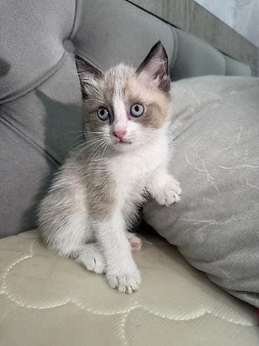 Мышыктар: Котята домашние, короткошёрстные. В помёте два малыша: - Окрас — 6