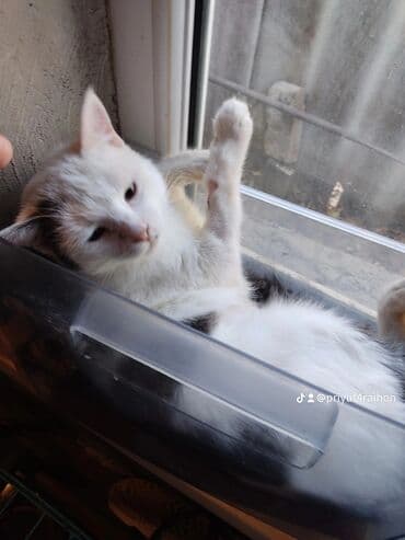 если не кастрировать кота: Кошка ищет любимую хозяйку привитая стерильная.в латок ходит — 1