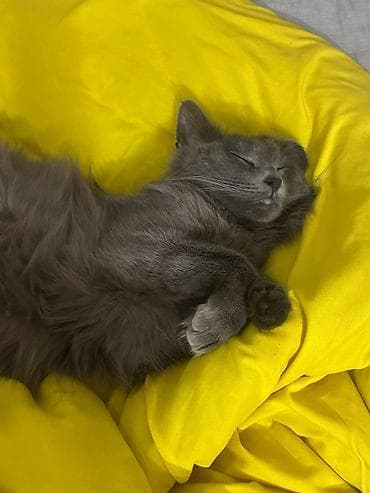 купить аксолотль: Пушистый серый кот с длинной шерстью и выразительными жёлтыми глазами — 5