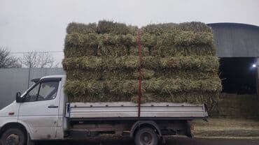 фарель живой: Майда камыш сатылат 270 сом доставка мн — 2