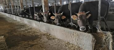 корова буденовка: Сатам | Уй (ургаачы) | Швиц | Көбөйтүү үчүн, Сүт алуу үчүн | Бооз — 1