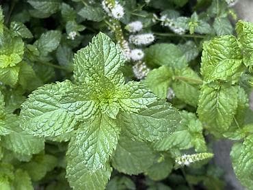 сму геология: 🌿 Табигый,таза мята сатылат! Үйдүн короосунда өстүрүлгөн,парникте — 2
