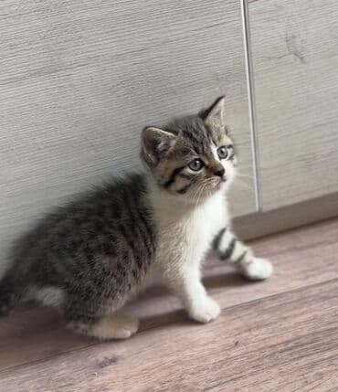 вислоухие кот: 1 месяц, Мальчик, Серебристая шиншилла, Метис, Приучена к лотку — 9