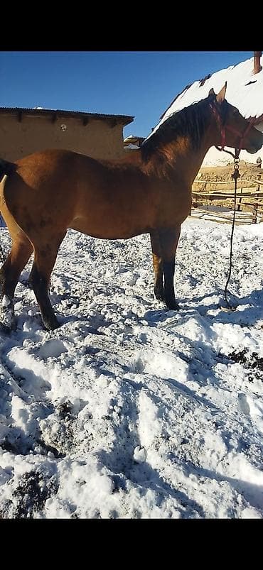 собаки хаски щенки: Продаю | Жеребец | Для разведения, Конный спорт — 1