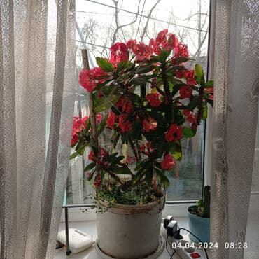 где купить саженцы гортензии в бишкеке: Продаю цветок — 1