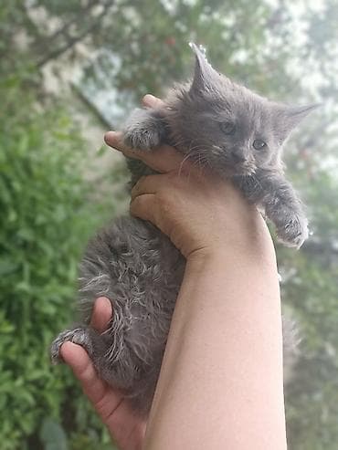 мейн кун кошки: Катята мейкуны - Окрас: мраморно-коричневый, дымчато-серый и — 4
