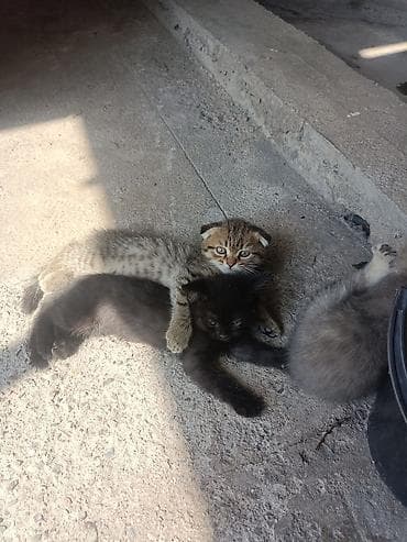 только голуби: Шотландские котята (скоттиш‑фолд и скоттиш‑страйт) - Помёт из — 2