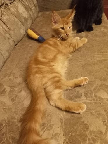 Животные: 🐾🐈 3-х месячные мейн-кунчики готовы стать Вашими.☝️❤️ Прививки будут — 9