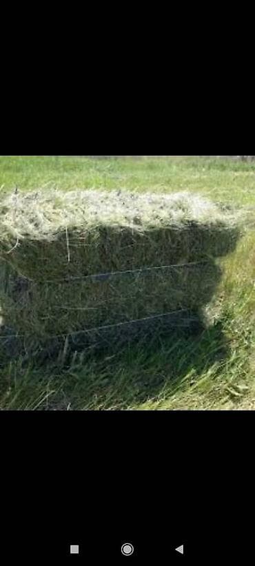 Шиншиллы: Продаю тюки, сено, клевер 3 укос! Тюки хорошие плотные, сухие лежат — 1