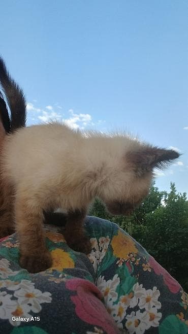 симс: Котёнок с сиамским окрасом (поинтовый). Ласковый, контактный, любит — 3