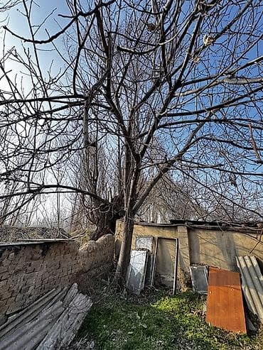 эт бука: Грецкий орех (плодовое дерево, взрослое) - Порода: грецкий орех - — 7