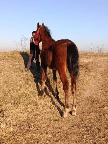 продажа кормов для сельскохозяйственных животных: Продаю | Жеребенок | Конный спорт — 3