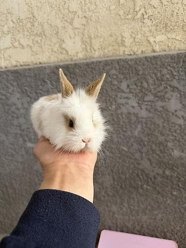 яйца фазан: Карликовые декоративные кролики (пуховые, «львиноголовые» типы) — 8