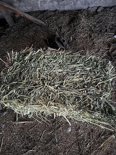 Продаю сено первый укос,с камышом 250сом тюк