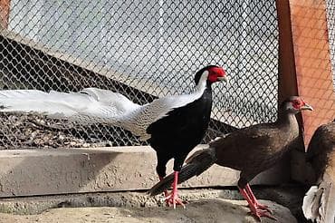 пиён гул: Серебряный фазан (Lophura nycthemera) — декоративная птица для частных — 5