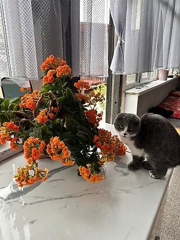 оптом картошка алам: Окрас: пепельно белая— очень густая, плюшевая шерстка, которую хочется — 2