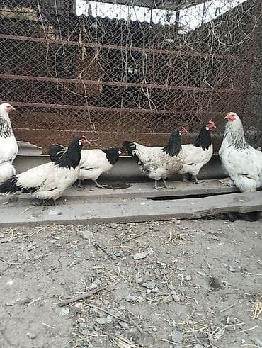 голошейка куры: Продаю | Куры | Полубрама, Домашняя | Несушки — 10