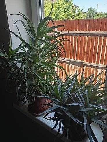 Алоэ (Aloe) — комнатные суккуленты в горшках. - Крупные взрослые