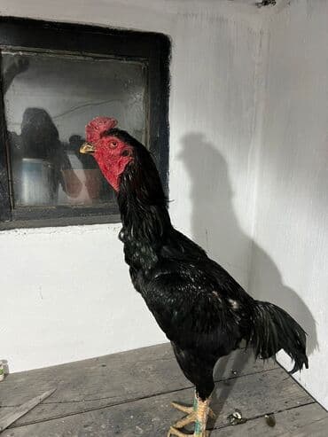 собаки цены: Продаю | Куры | Бойцовая | Для разведения — 6