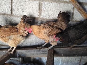 куры доминанты: Продаю | Петух, Куры | Домашняя | На забой, Несушки, Для разведения — 1