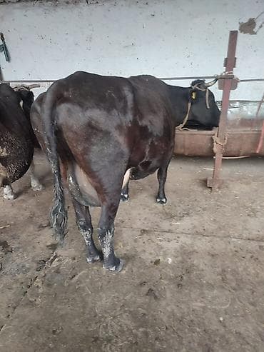 Продаю | Корова (самка) | Для молока | Привязанные