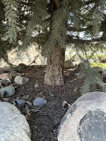 елка 2023 бишкек: Живая голубая ель (вероятно, Picea pungens, «голубая ель») - — 4