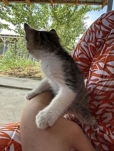 даром кошка: Кошка даром: Беспородная, Мальчик — 2