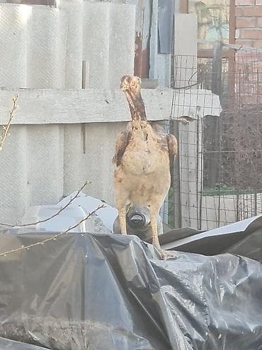 куриные лапы: Продаю | Петух | Бойцовая | Для разведения — 8