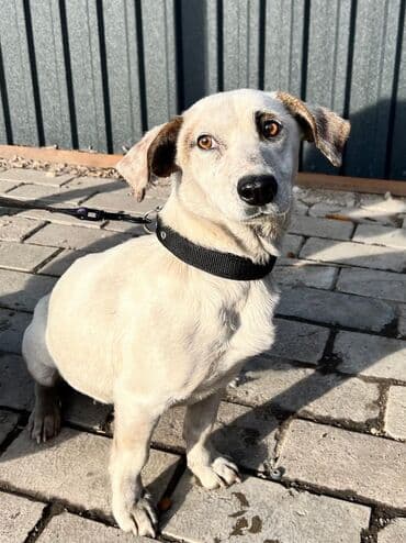 добрые руки: Умная,мудрая ДЕВЧУЛЯ ждет ЧЕЛОВЕКА🤍🖤🤍. Спасена от отстрела💔 — 2